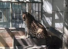 پلنگ چاقی که لاغر نمی‌شود/ تلاش‌ها برای لاغری بی‌نتیجه ماند +عکس