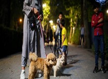 شهرداری تهران: ورود حیوانات خانگی به بوستان‌ها ممنوع است