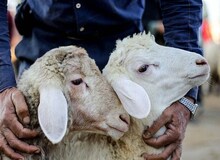  قیمت هر کیلوگرم دام زنده برای عید قربان ۱۷۰ هزار تومان اعلام شد
