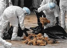 تاکنون هفت هزار قطعه پرنده به دلیل ابتلا به آنفلولانزای فوق حاد پرندگان درشهرستان صومعه‌سرا معدوم‌ شده اند/  این آنفولانزا برای انسان خطری ندارد