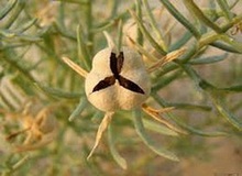 اسپند رگ‌های بسته شده قلب را باز می‌کند

