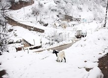 در پی بارش‌های سنگین؛ ۷۵۰ روستای کرمانشاه در محاصره برف هستند