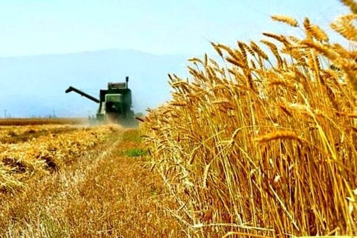 خرید تضمینی گندم با پرداخت علی‌الحسابی