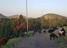 چرای گله های گوسفندان در  بوستان سرخه حصار +فیلم 