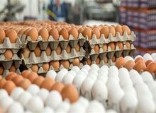 «تخم‌مرغ» ایرانی خریدار ندارد!