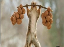 حمله سنجاب، به باغات گردوی مرغوب تویسرکان
