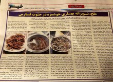 خرید و فروش پر رونق ملخ در جنوب/ بازار حشره در اروپا، حاشیه خلیج‌فارس، عراق و ارمنستان داغ است
