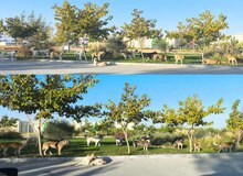 تصویری  ارسالی مخاطبان  از جمعیت بسیار زیاد سگ های ولگرد در شهرک ولیعصر شهر بجنورد
