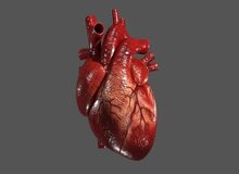 شناسایی ژن ضدپیری‌‌ای که قلب را ۱۰ سال جوان‌تر می‌کند