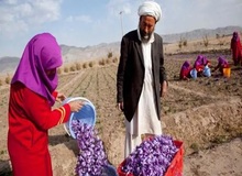 واکنش طالبان به گزارش‌ها درباره قاچاق زعفران از ایران به افغانستان: با زعفران بی‌کیفیت به وجهه بین‌المللی زعفران افغانستان صدمه نمی‌زنیم