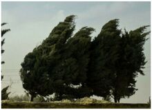 وزش باد شدید در تهران/ کاهش دما تا ۶ درجه