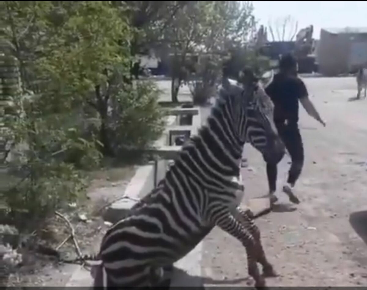 فیلم/ شکنجه ۳ گور خر در باغ وحش صفا دشت کرج 