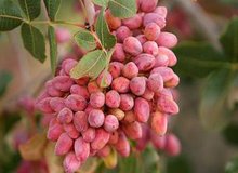 یک پیش‌بینی تکان‌دهنده از قیمت پسته / خسارت سنگین کشاورزان کرمانی بر اثر قطعی برق