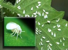 بازگشت حشره مزاحم به خیابان‌های تهران
