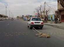 فقدان قوانین بازدارنده علت بروز حیوان آزاری/جرم انگاری و فرهنگ سازی راهکار مقابله