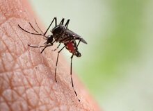 زنگ خطر تب دنگی؛ ۱۰۰۴ نفر مبتلا در ایران