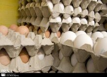 جلوی قاچاق تخم مرغ گرفته شود