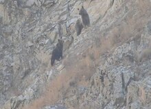 مشاهده خرس ماده و دو توله در منطقه حفاظت‌‌شده البرز