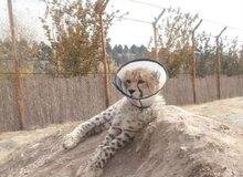 پیروز به بیمارستان منتقل شد!
