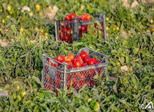 قیمت دولتی گوجه فرنگی ۱۰۳۰۰ تومان تعیین شد