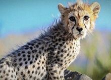 دیالیز «پیروز» شروع شد