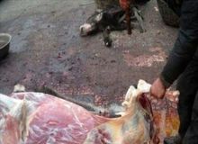 قصاب فلاورجانی، هنگام ذبح الاغ دستگیر شد
