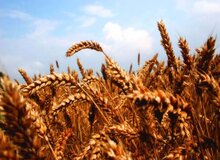 تلاش گلستان برای کسب رتبه نخست تولید گندم در کشور
