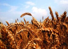 تلاش گلستان برای کسب رتبه نخست تولید گندم در کشور
