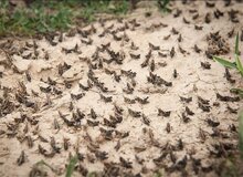 هجوم ملخ‌ها به خداآفرین هنوز شرایط را بحرانی نکرده است
