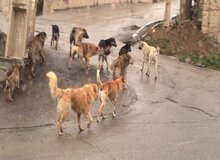 ارگان رسانه ای نزدیک به حزب موتلفه : دلیل زیادشدن سگهای ولگرد، حمایت از حقوق حیوانات توسط برخی افراد است