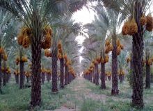 کاهش ۳۰ درصدی مسافران نوروزی تنگستان