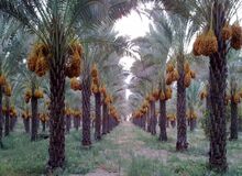 کاهش ۳۰ درصدی مسافران نوروزی تنگستان