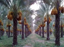 کاهش ۳۰ درصدی مسافران نوروزی تنگستان