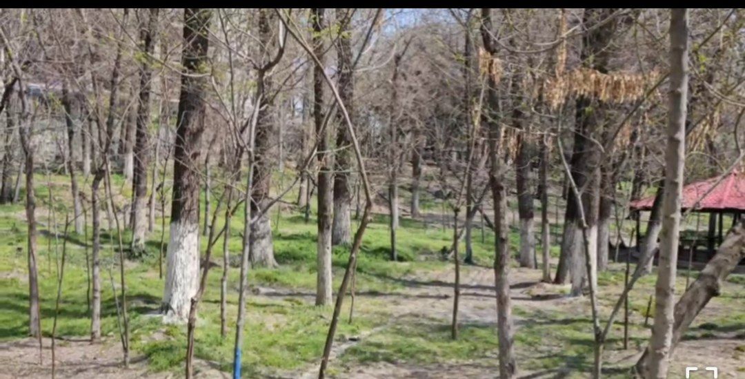 نشانه گذاری درختان در پارک قیطریه/ ۴۰ درخت تنومند و ۶۰ نهال نشانه گذاری شده اند+ فیلم 