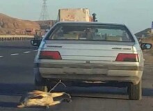 حیوان آزار نصیر شهر دستگیر شد