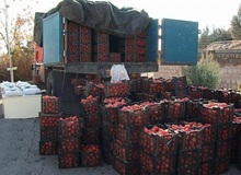 تریاک با طعم گوجه فرنگی