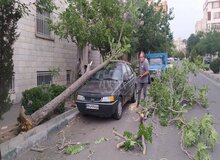 سقوط چندین درخت روی ماشین‌ها بر اثر طوفان در تهران+تصاویر