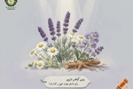 بهترین گیاه برای خواب عمیق چیست؟ معرفی مؤثرترین گیاه دارویی برای داشتن خوابی آرام