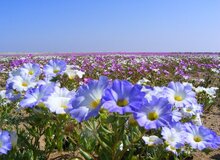 خشک‌ترین بیابان زمین تبدیل به بهشت گل‌های رنگارنگ شد
