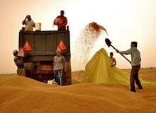 عضو کمیسیون اقتصادی مجلس: انحصار واردات گندم و ذرت در دست یک نفر است!