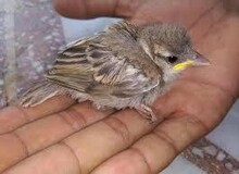 بازداشت مرد گنجشک‌آزار
