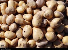 دلیل گرانی سیب‌زمینی اعلام شد