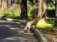 مشاهده روباه در تهران در حال سرسره‌بازی+فیلم