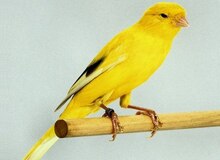 معاوضه یک جفت قناری با ۴.۵ کیلوگرم طلا/ گردش مالی قناری‌فروشی به اندازه حقوق ماهانه ۵ هزار کارمند؟