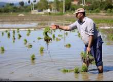 نشاء سنتی برنج در مازندران+ تصاویر
