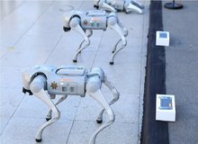 تامین امنیت جام جهانی فوتبال با این سگ‌های عجیب