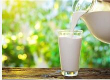 آیا شیر شتر شدت آسم را کاهش می‌دهد؟