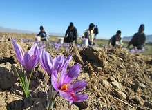 مدیر جهاد کشاورزی سرایان: پیش بینی برداشت ۱۰ تن زعفران از مزارع کشاورزی سرایان