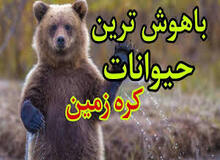  ۱۰ گونه جانوری باهوش ترین حیوانات روی زمین هستند