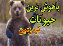  ۱۰ گونه جانوری باهوش ترین حیوانات روی زمین هستند